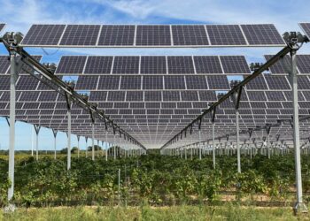 Integração de sistemas agrovoltaicos pode melhorar a qualidade do vinho